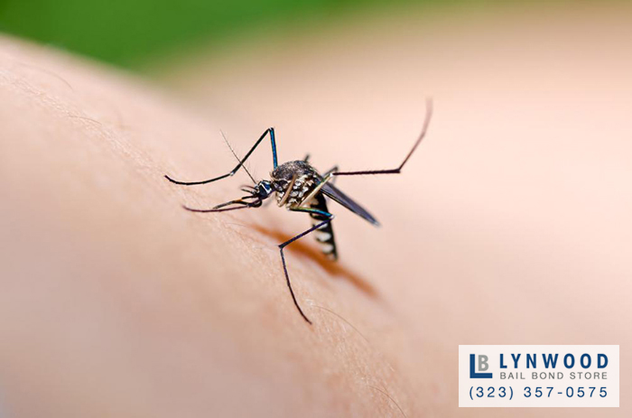 How to Prevent Mosquitos