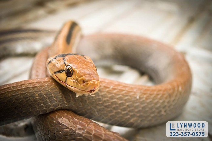 Snake Season Could Be Worse for Californians